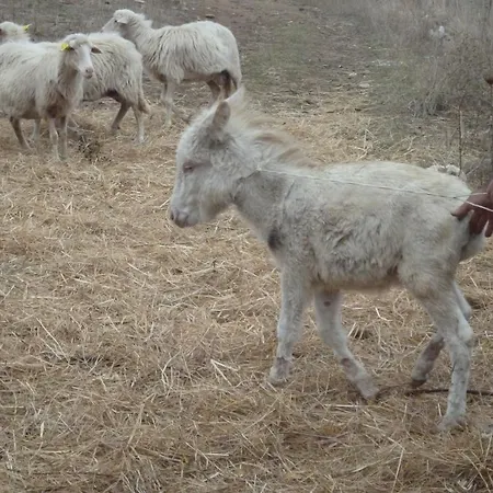 Agriturismo Sas Pretas Latas Çiftlik konaklama *